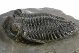 Prone Hollardops Trilobite Fossil - Ofaten, Morocco #310571-2